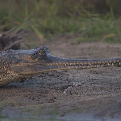 Chitwan, National Park in Nepal